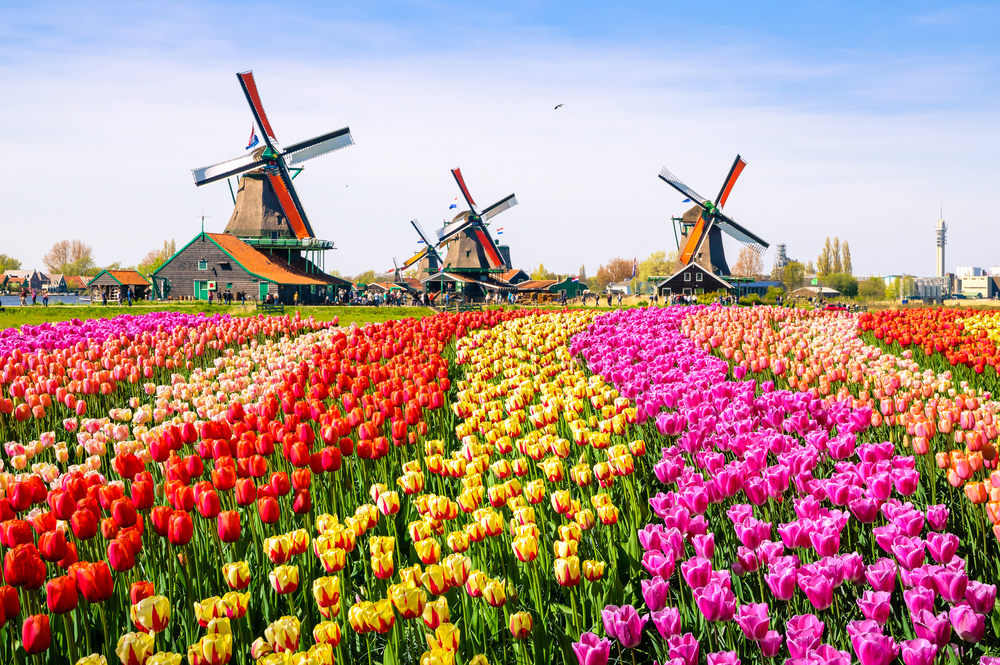 Tulips in the Netherlands