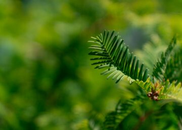 Close-up of evergreen tree foliage against blurred backdrop