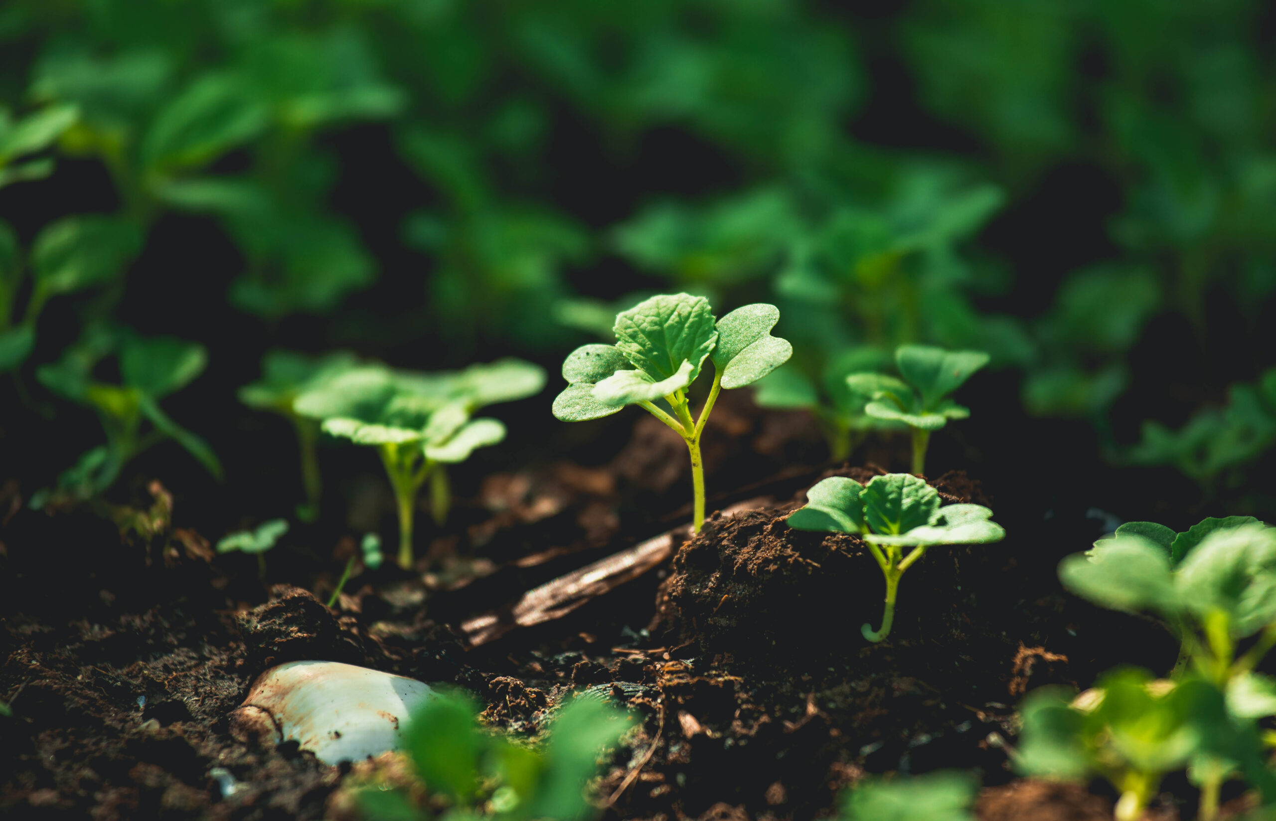 Little green sprouts emerging from the soil.
