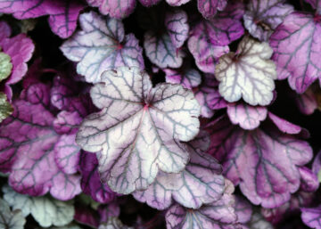 Heuchera, an evergreen plant