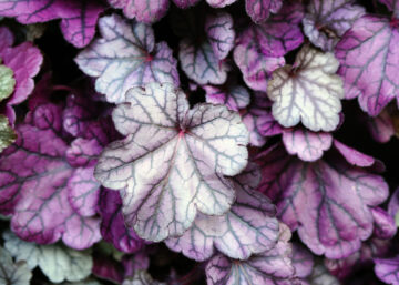 Heuchera, an evergreen plant