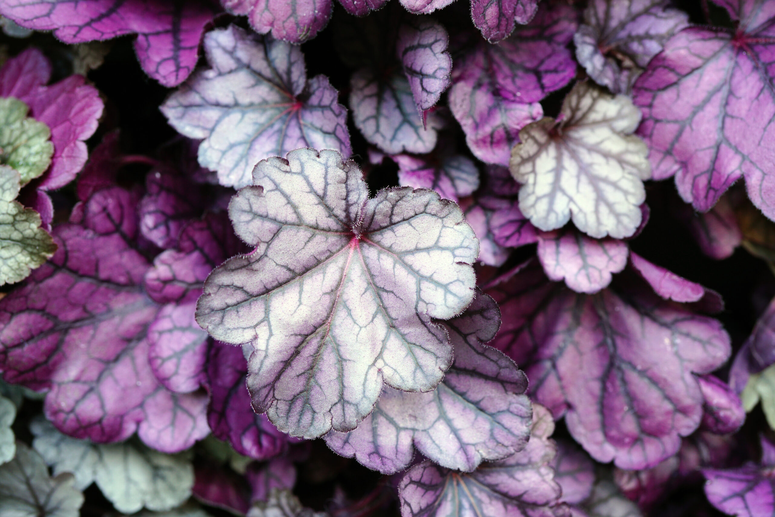 Heuchera, an evergreen plant