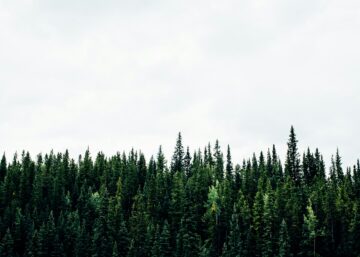 Forest of evergreen trees