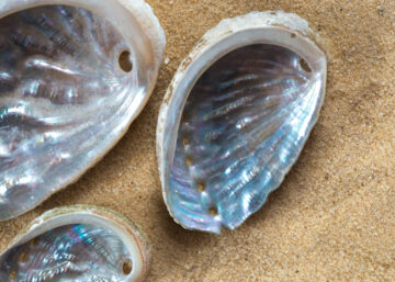 Empty green ormer shells lying on sand