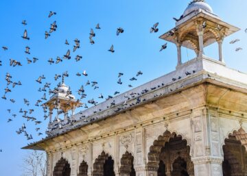Birds soaring in Asia