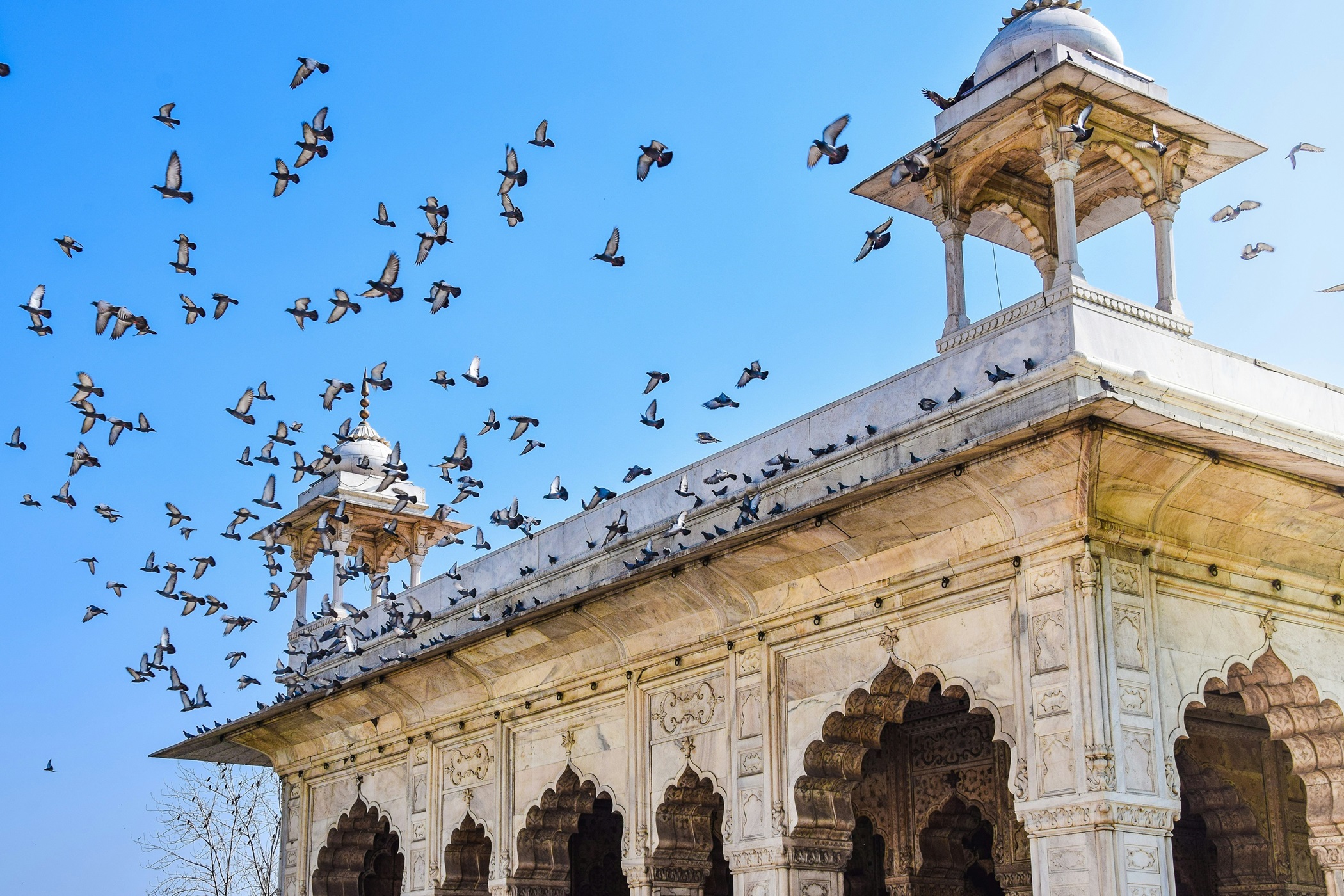 Birds soaring in Asia