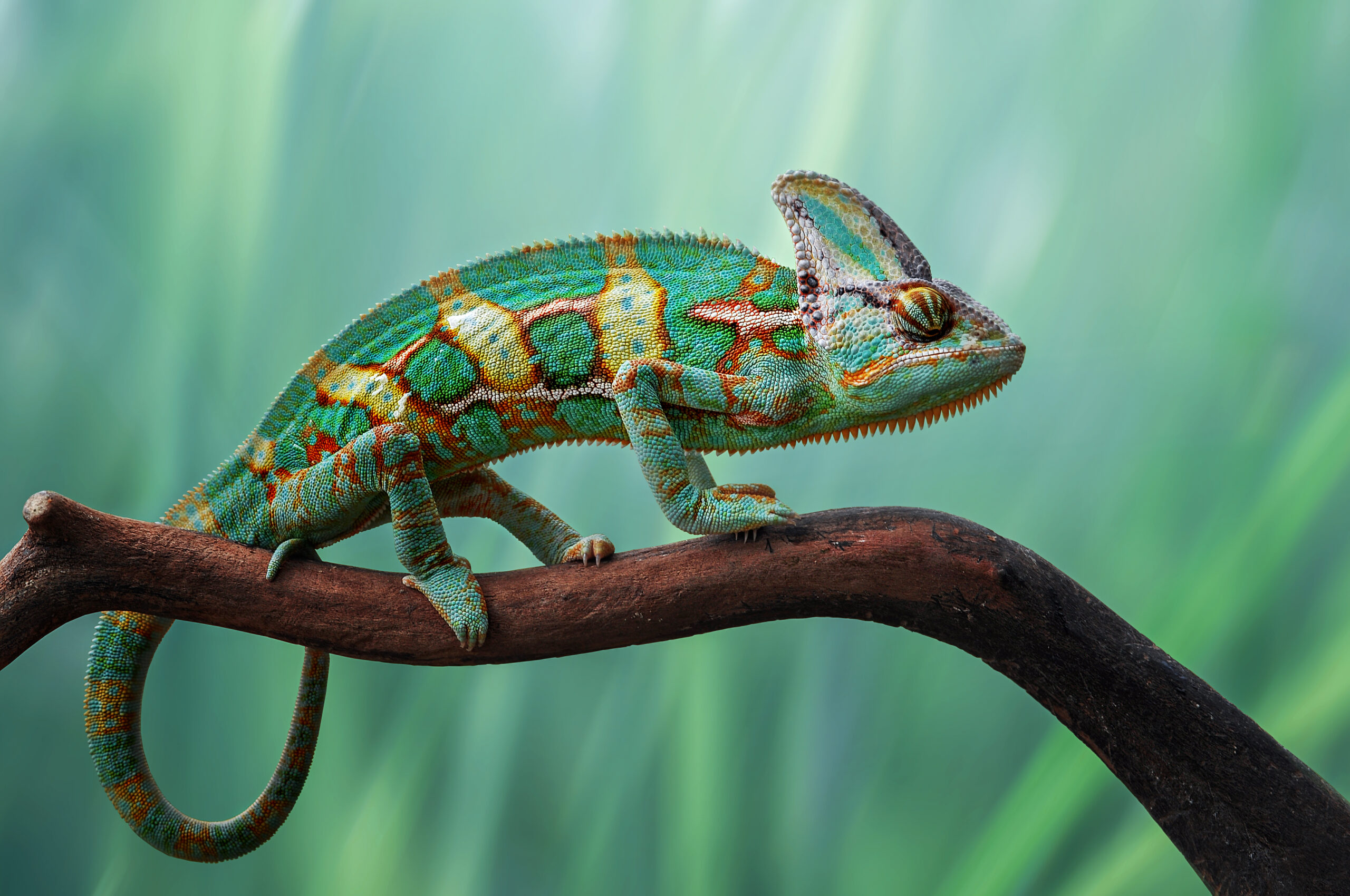 Chameleon on a branch.