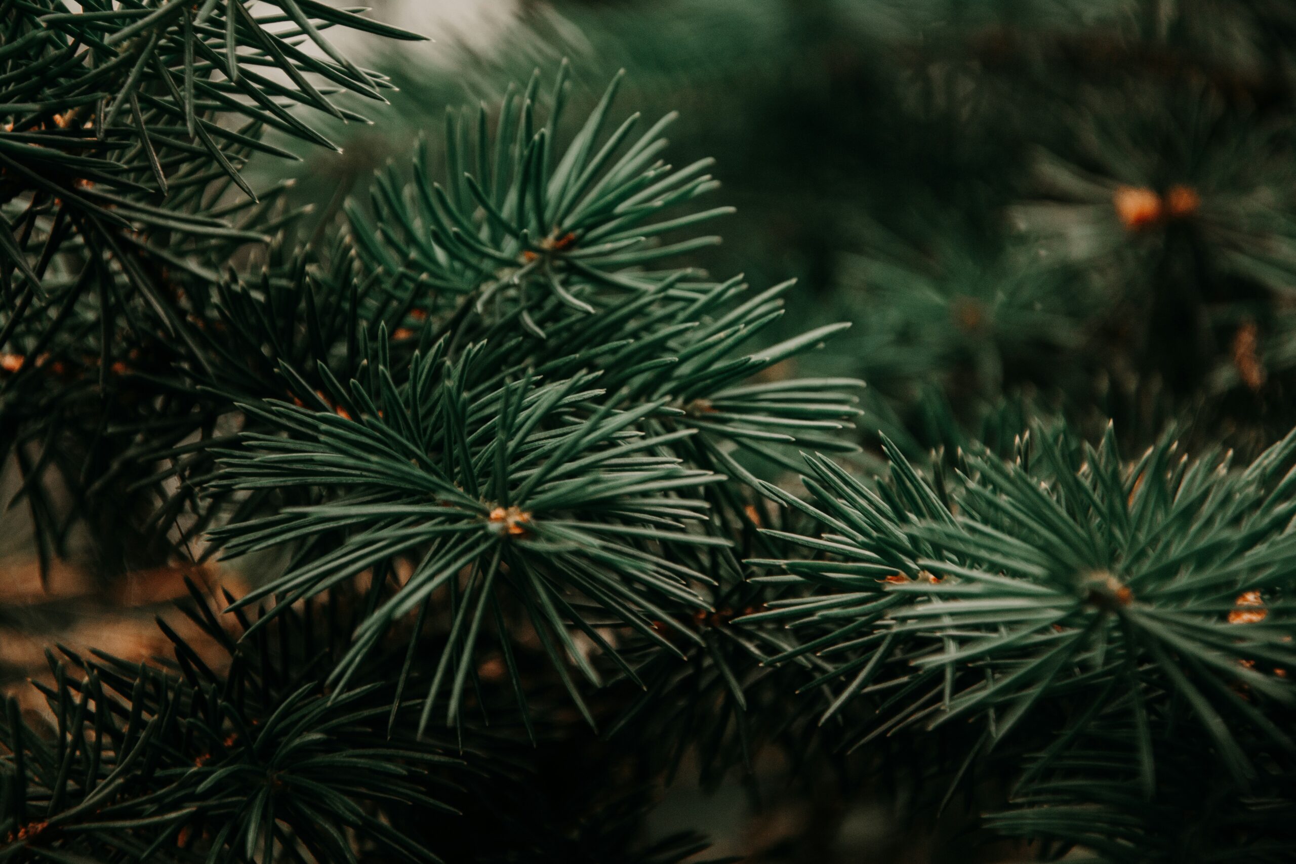 Close-up of evergreen tree foliage
