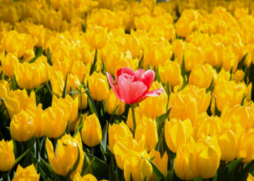 Red tulip in a field of yellow tulips.