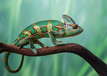 Chameleon on a branch.