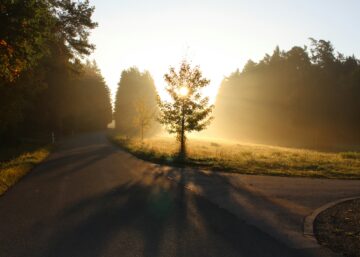 Sunlit tree in Bavaria, Germany