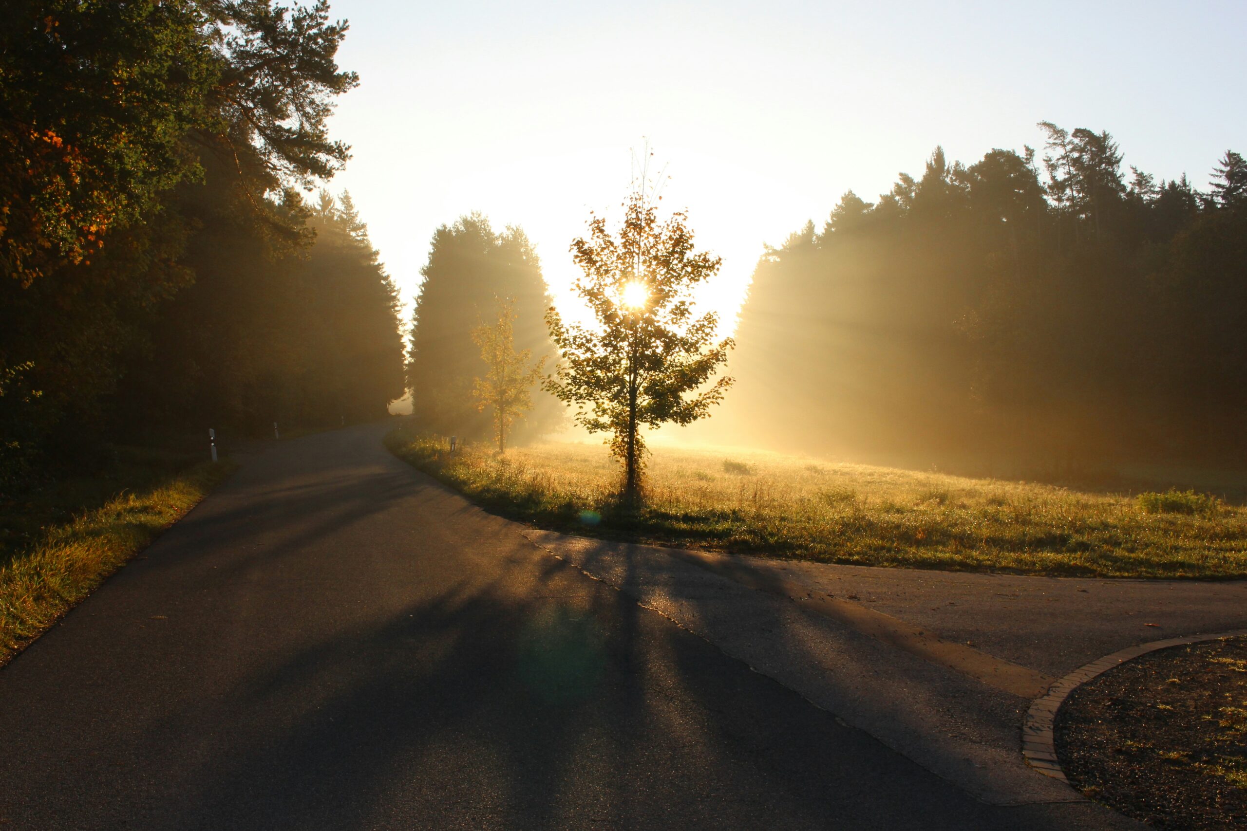 Sunlit tree in Bavaria, Germany