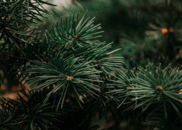 Close-up of evergreen tree foliage