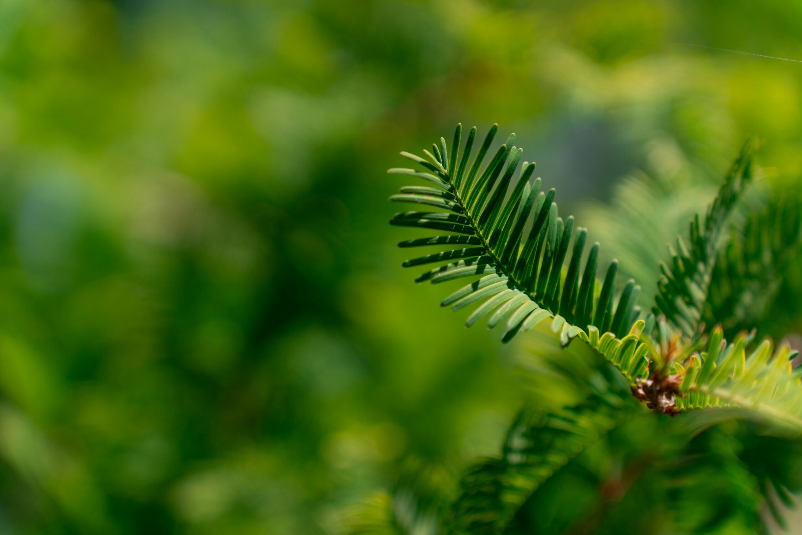 Close-up of evergreen tree foliage against blurred backdrop