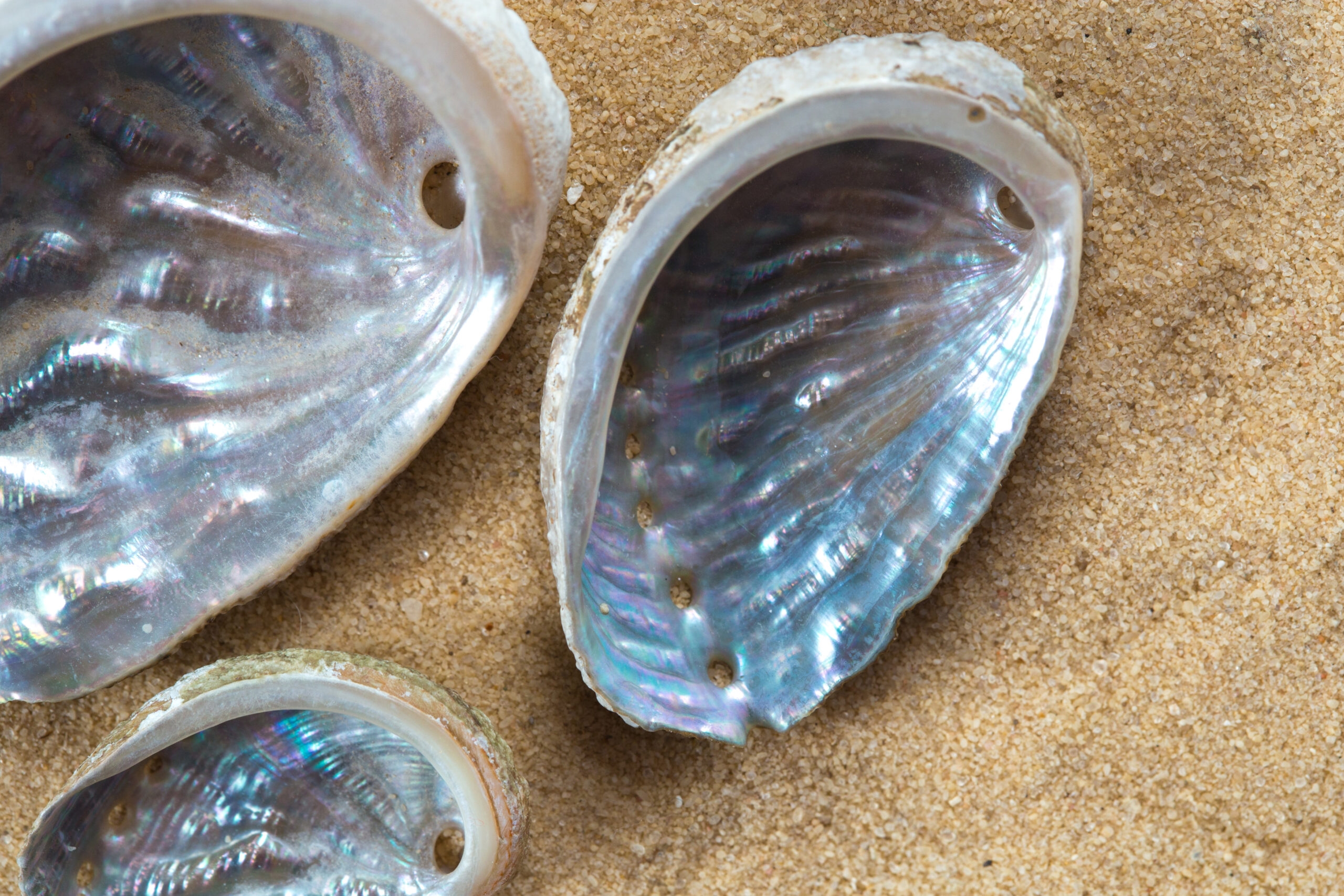 Empty green ormer shells lying on sand